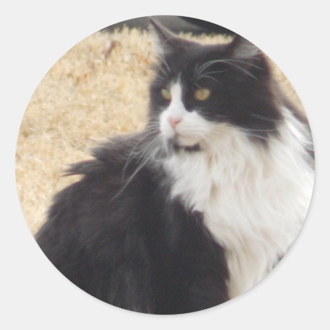 Sticker Rond chat noir et blanc (Devant)