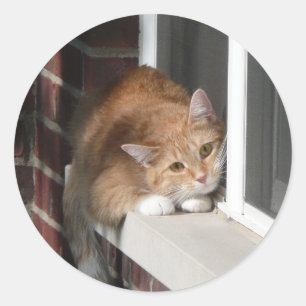 Sticker Rond Chat orange