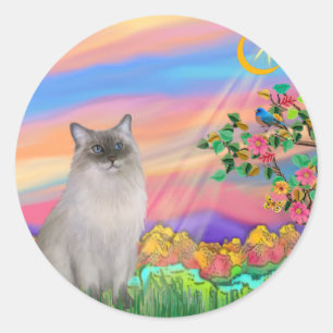 Sticker Rond Chat Ragdoll (Bleu Point) - Étoile du jour