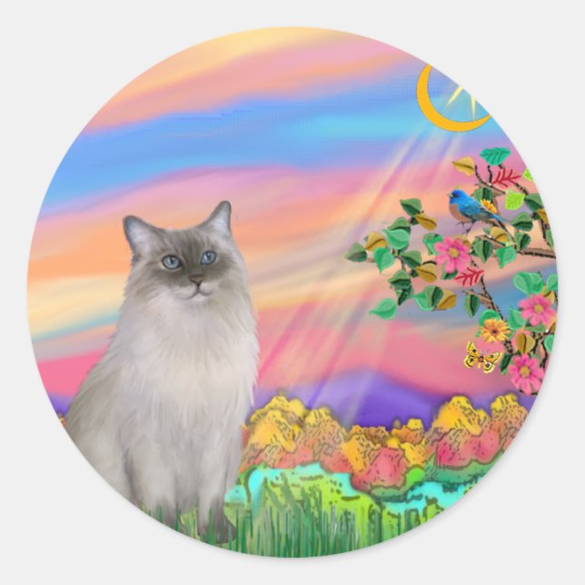 Sticker Rond Chat Ragdoll (Bleu Point) - Étoile du jour (Devant)