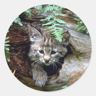 Sticker Rond Chat sauvage-été-jeune chaton dans le rondin cre