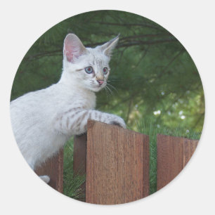 Sticker rond Chat Savannah blanc