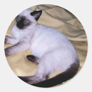 Sticker Rond Chat Siamese grès grès animal art animal animal an