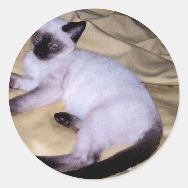 Sticker Rond Chat Siamese grès grès animal art animal animal an (Devant)