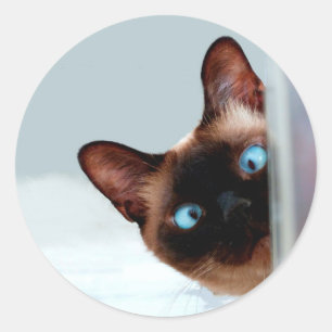 Sticker Rond Chat siamois jetant un coup d'oeil drôle