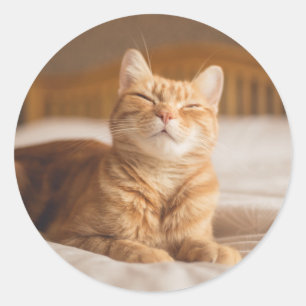 Sticker Rond Chat somnolent des images   de Getty