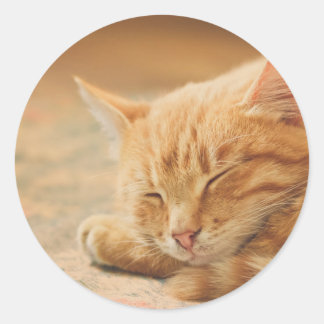 Sticker Rond Chat Tabby Orange Dormant