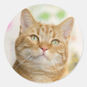 Sticker Rond Chat Tabby Sucré Orange
