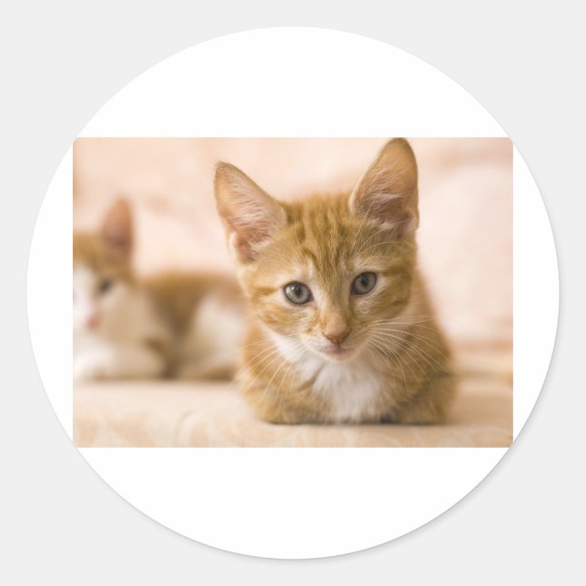 Sticker Rond chaton (Devant)