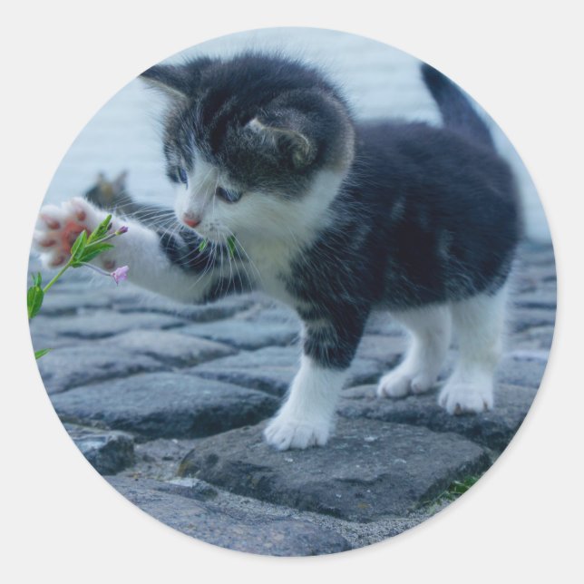 Sticker Rond Chaton joueur (Devant)