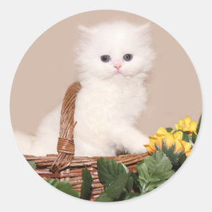 Sticker Rond Chaton perse blanc