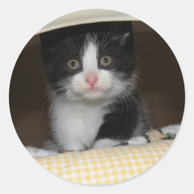 Sticker Rond chaton Tuxedo (Devant)