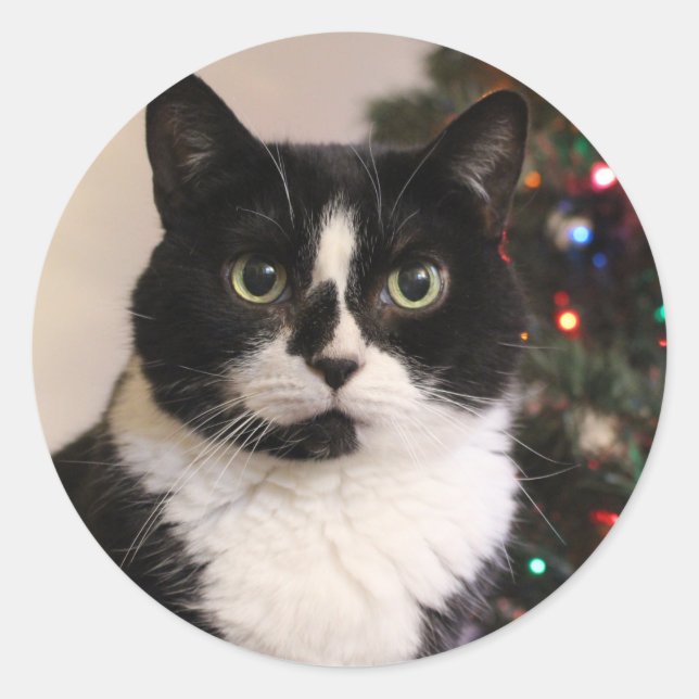 Sticker Rond Chatte de Noël (Devant)