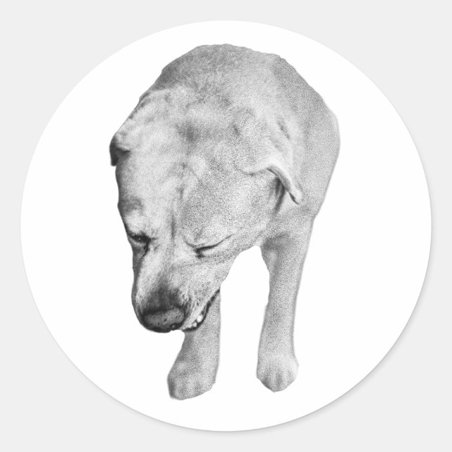 Sticker Rond Cheeky Head-Down Lab, Tones Played (Devant)