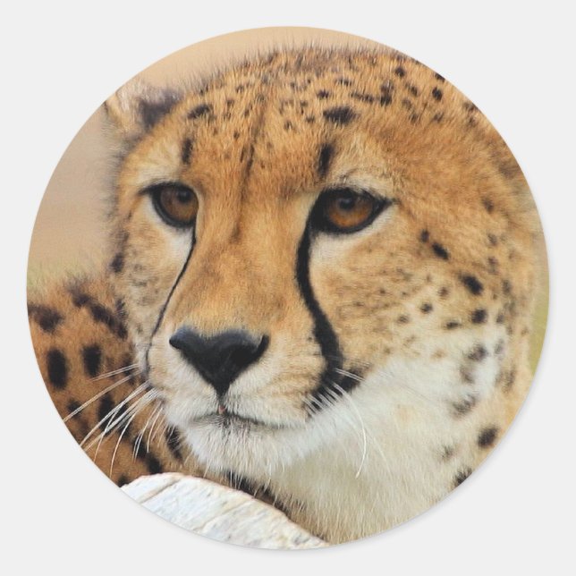 Sticker Rond Cheetah (Devant)