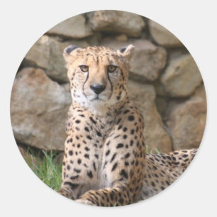 Sticker Rond Cheetah