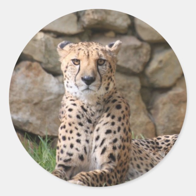 Sticker Rond Cheetah (Devant)