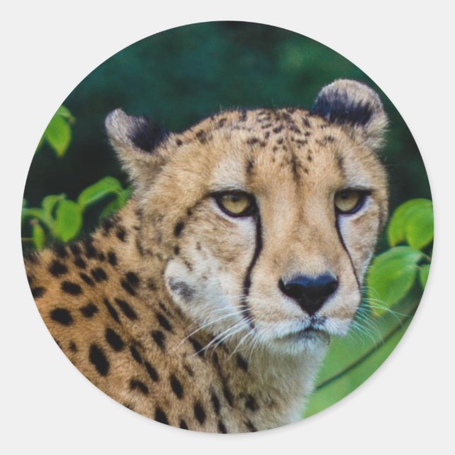 Sticker Rond Cheetah (Devant)