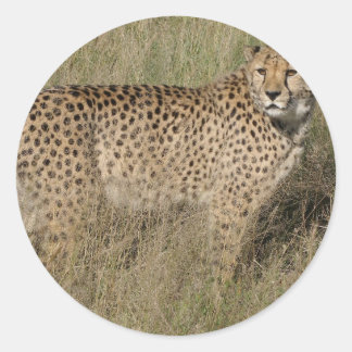 Sticker Rond Cheetah