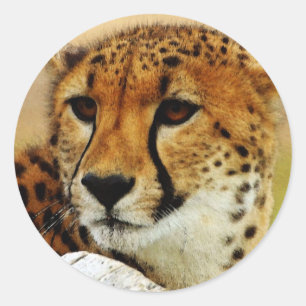 Sticker Rond Cheetah