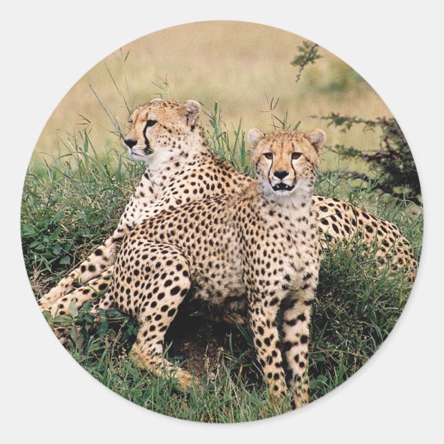 Sticker Rond Cheetah Pair (Devant)