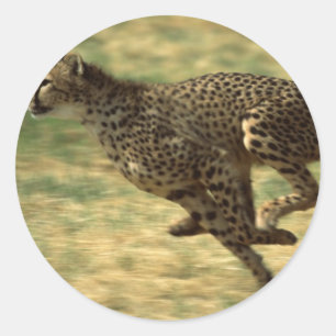 Sticker Rond Cheetah Run