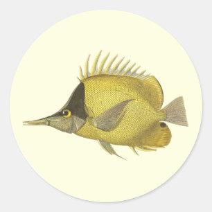 Sticker Rond Chelmon Longirostris Tropical Jaune, Poisson Vinta