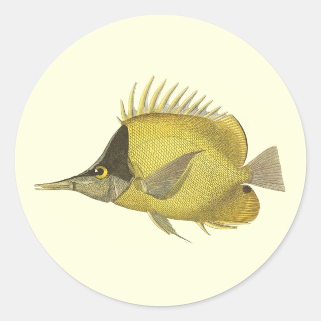 Sticker Rond Chelmon Longirostris Tropical Jaune, Poisson Vinta (Devant)