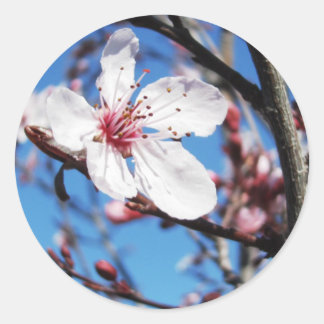 Sticker Rond Cherry Blossom 2