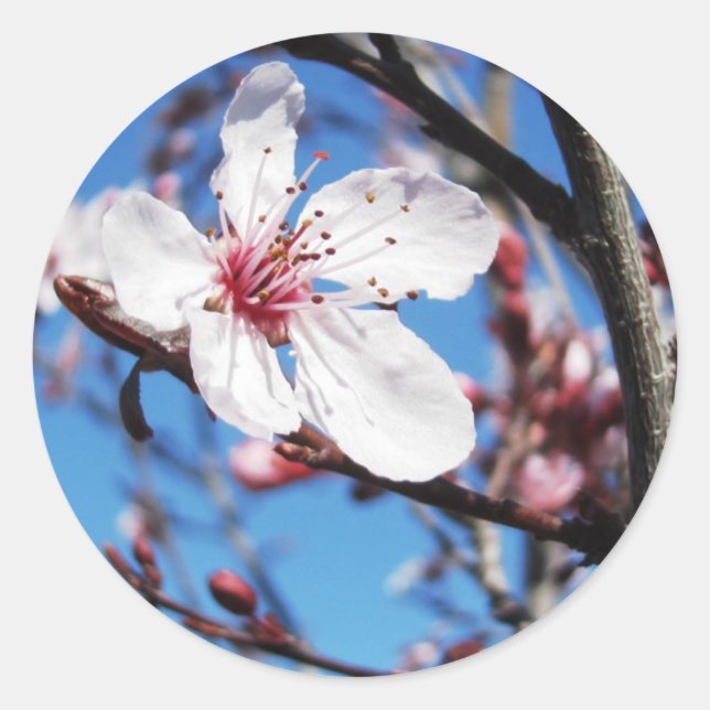 Sticker Rond Cherry Blossom 2 (Devant)