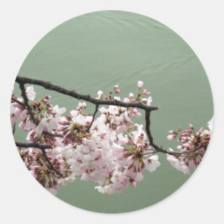 Sticker Rond Cherry Blossom Washington DC