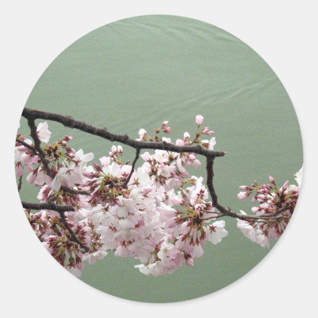 Sticker Rond Cherry Blossom Washington DC (Devant)