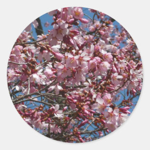 Sticker Rond Cherry Blossoms et Blue Sky Spring Floral