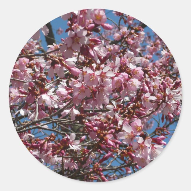 Sticker Rond Cherry Blossoms et Blue Sky Spring Floral (Devant)