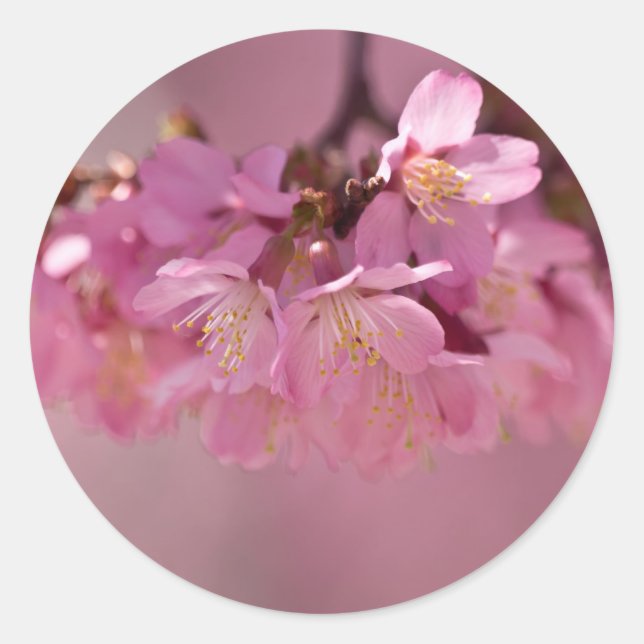 Sticker Rond Cherry Blossoms Hot Spring 2012 Vêtements & Cadeau (Devant)
