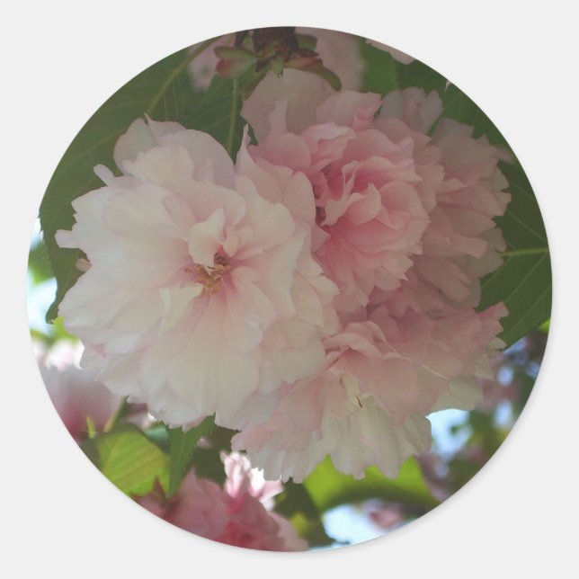 Sticker Rond Cherry Tree I Spring Floral (Devant)