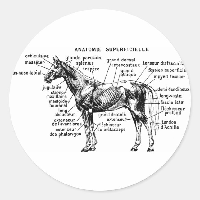 Sticker Rond Cheval (Devant)
