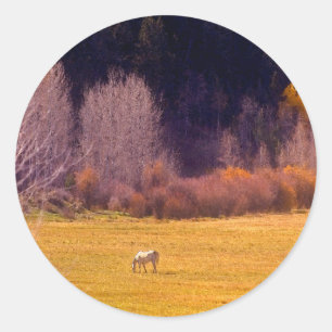 Sticker Rond Cheval À L'Automne I