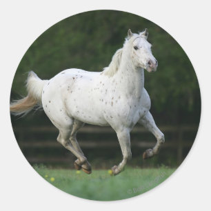 Sticker Rond Cheval Appaloosa 1