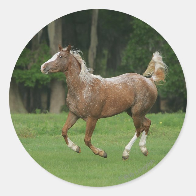 Sticker Rond Cheval Appaloosa en course (Devant)
