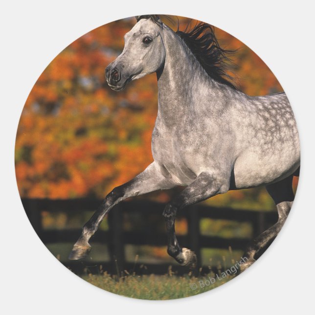 Sticker Rond Cheval arabe : Automne 1 (Devant)