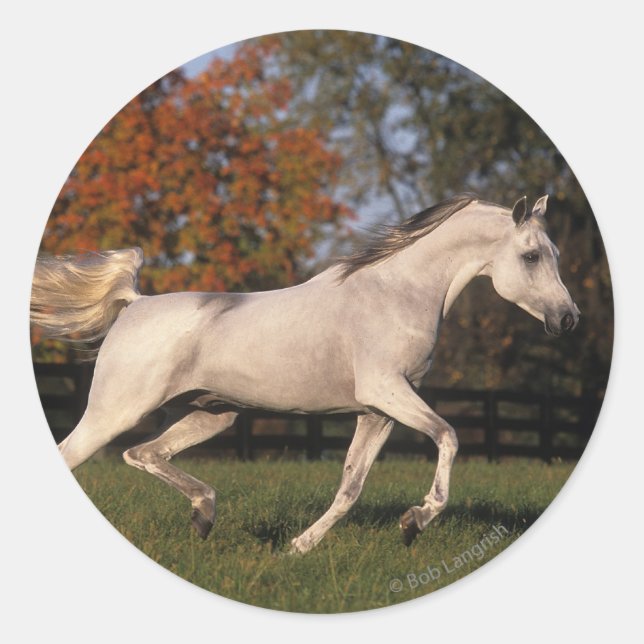 Sticker Rond Cheval arabe : Automne 2 (Devant)