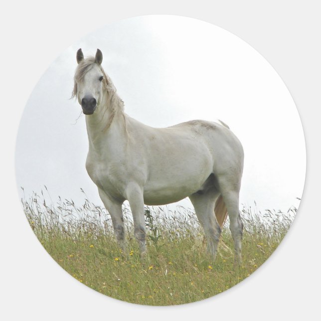 Sticker Rond Cheval blanc (Devant)
