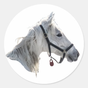 Sticker Rond Cheval blanc