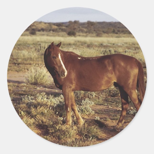 Sticker Rond Cheval dans le pâturage (Devant)