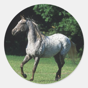 Sticker Rond Cheval d'Appaloosa courant 2