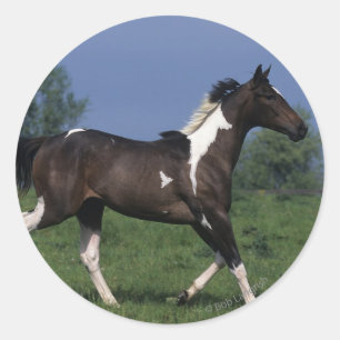Sticker Rond Cheval de peinture 2