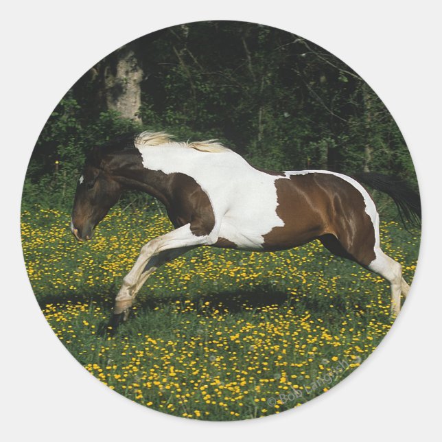 Sticker Rond Cheval de peinture courant dans le champ de fleurs (Devant)