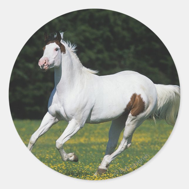Sticker Rond Cheval de peinture courant dans le champ de gravit (Devant)