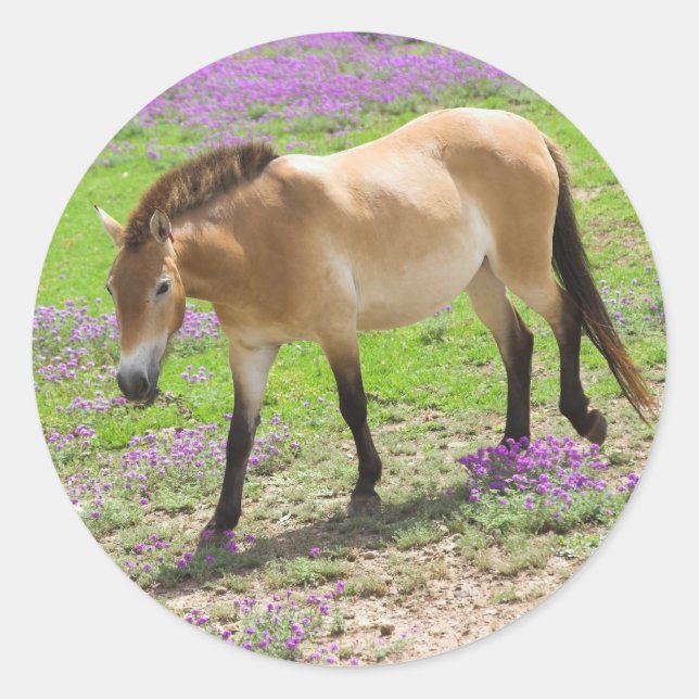 Sticker Rond Cheval de Przewalski (Devant)